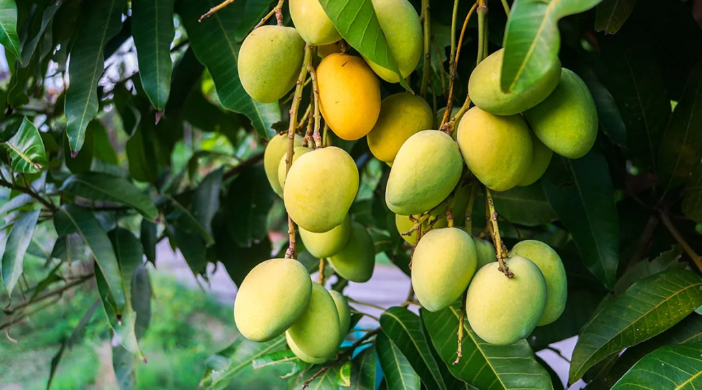 About Us! 2 Mango the king of fruits