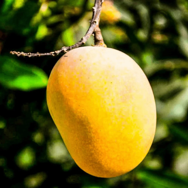 alphonso mango plant product images orvvgou8phw p599724476 0 202303222120 1