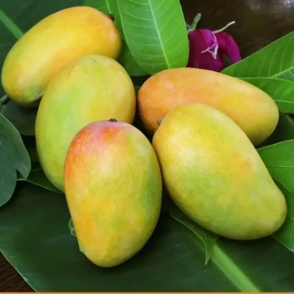 kesar mangoes source tradeindia
