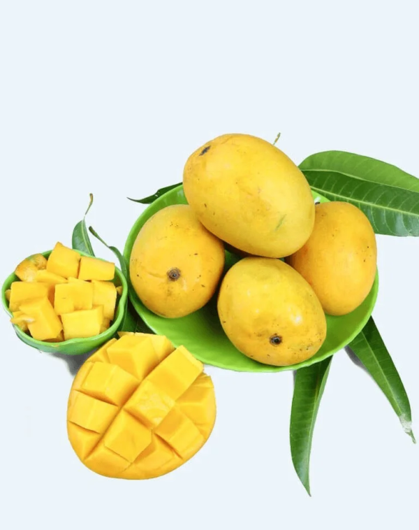 malda mango banner 1